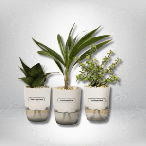 Green Desktop Plant Set